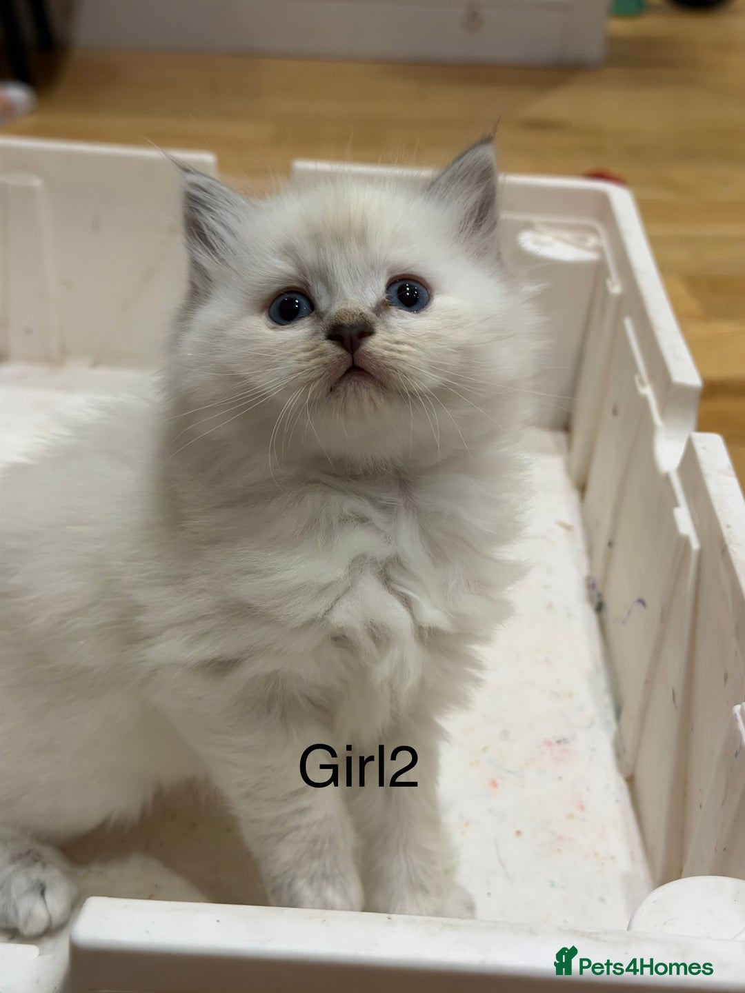 Ragdoll cats for sale: Pure ragdolls  - Image 3