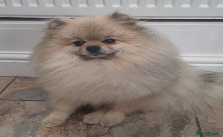 Pomeranian dogs in Castleford - Advert 5