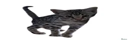 Bengal cats for sale: Stunning Snow Sepia Bengal x Savannah Kitten  - Advert 13