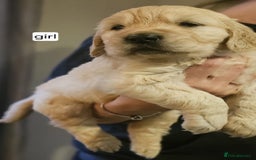 Golden Retriever dogs for sale: Golden retriever puppies - Image 7