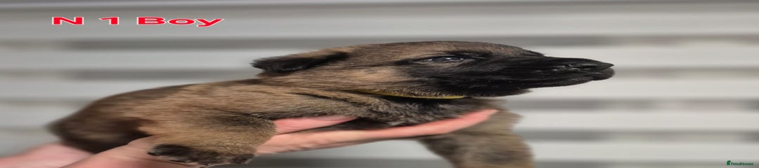 German Shepherd Puppy 1