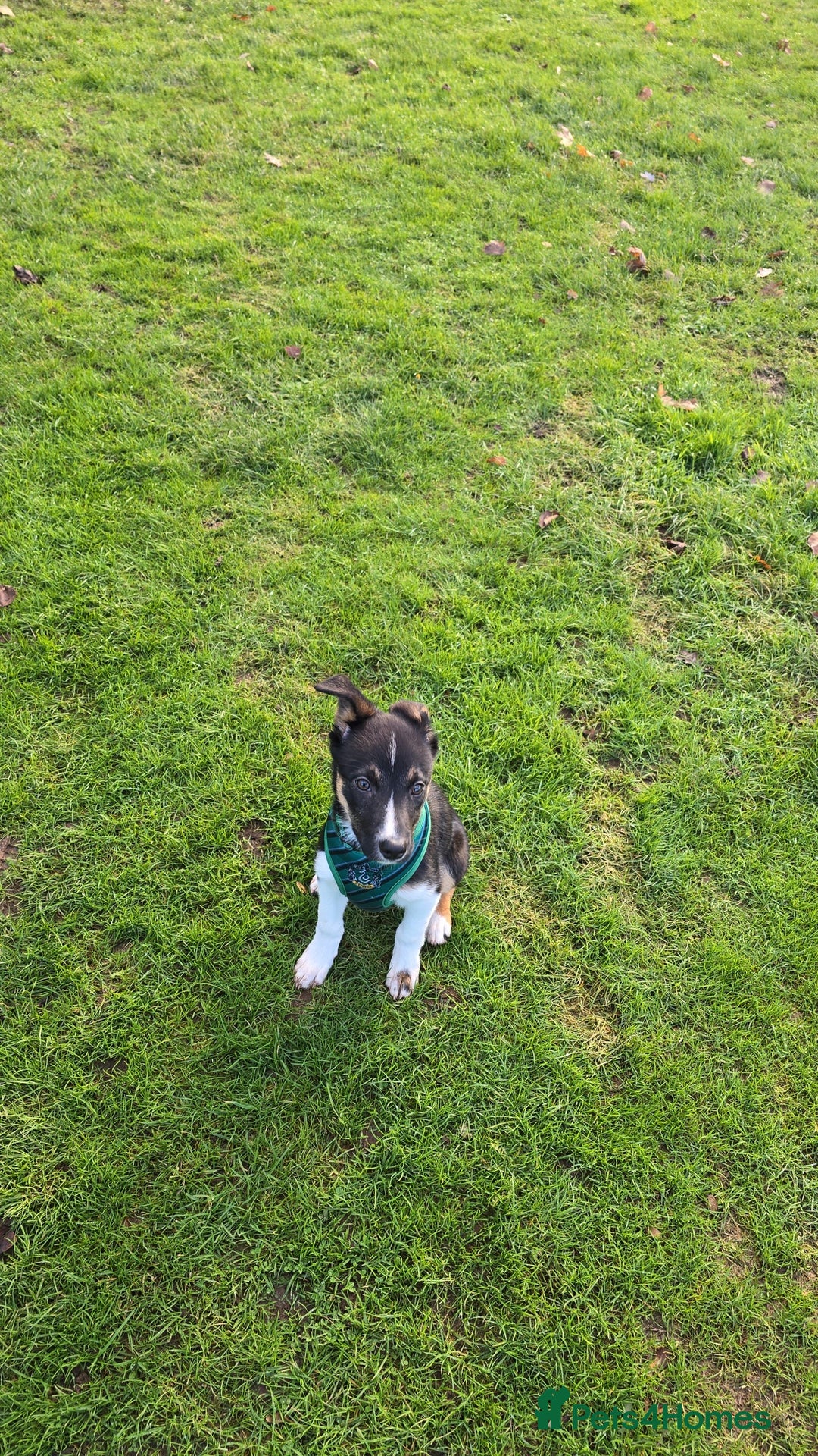 Border Collie dogs for sale: Border Collie - Advert 5