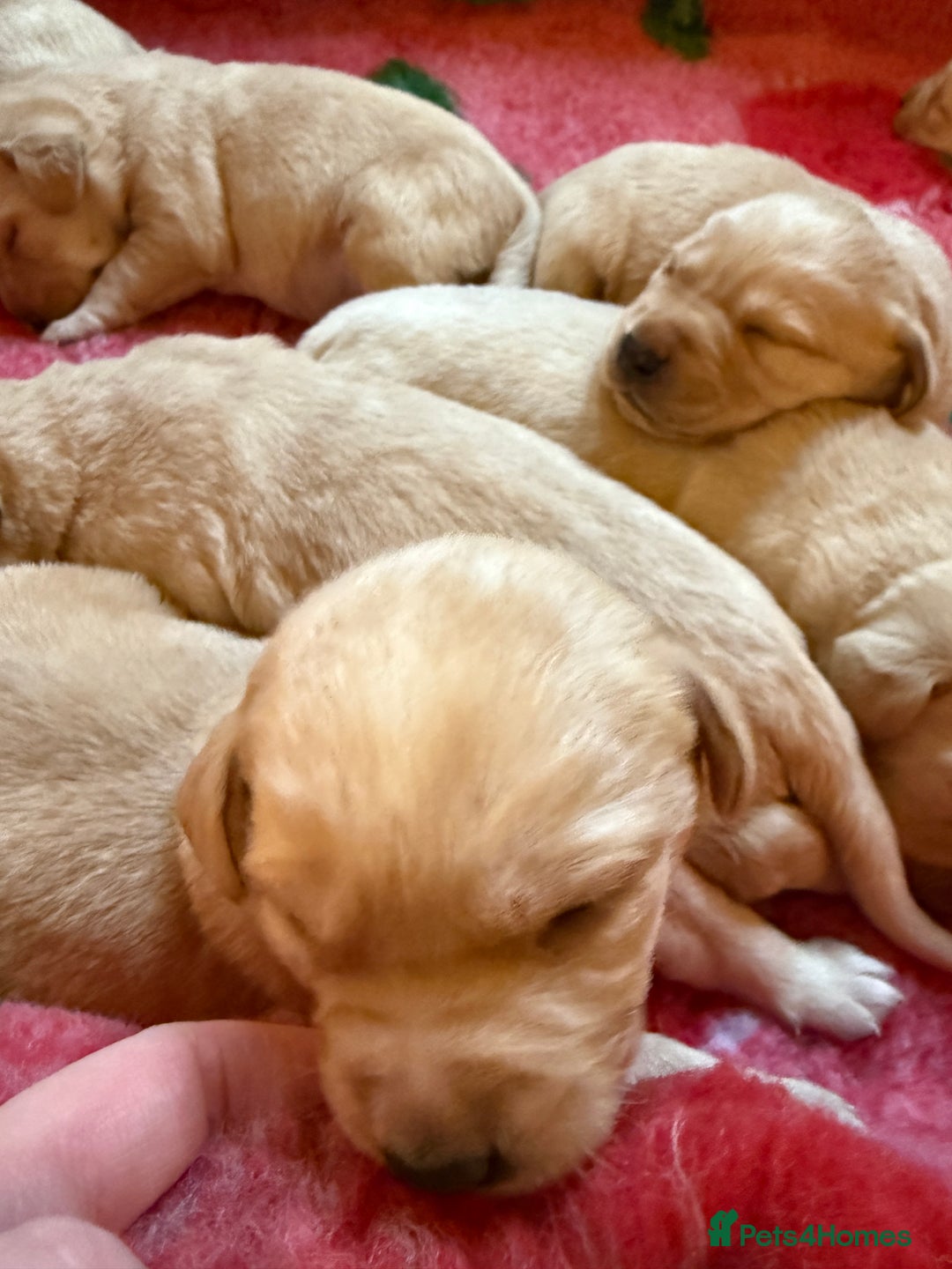 Labrador Retriever dogs for sale: Classic English show type Labrador puppies  - Advert 3
