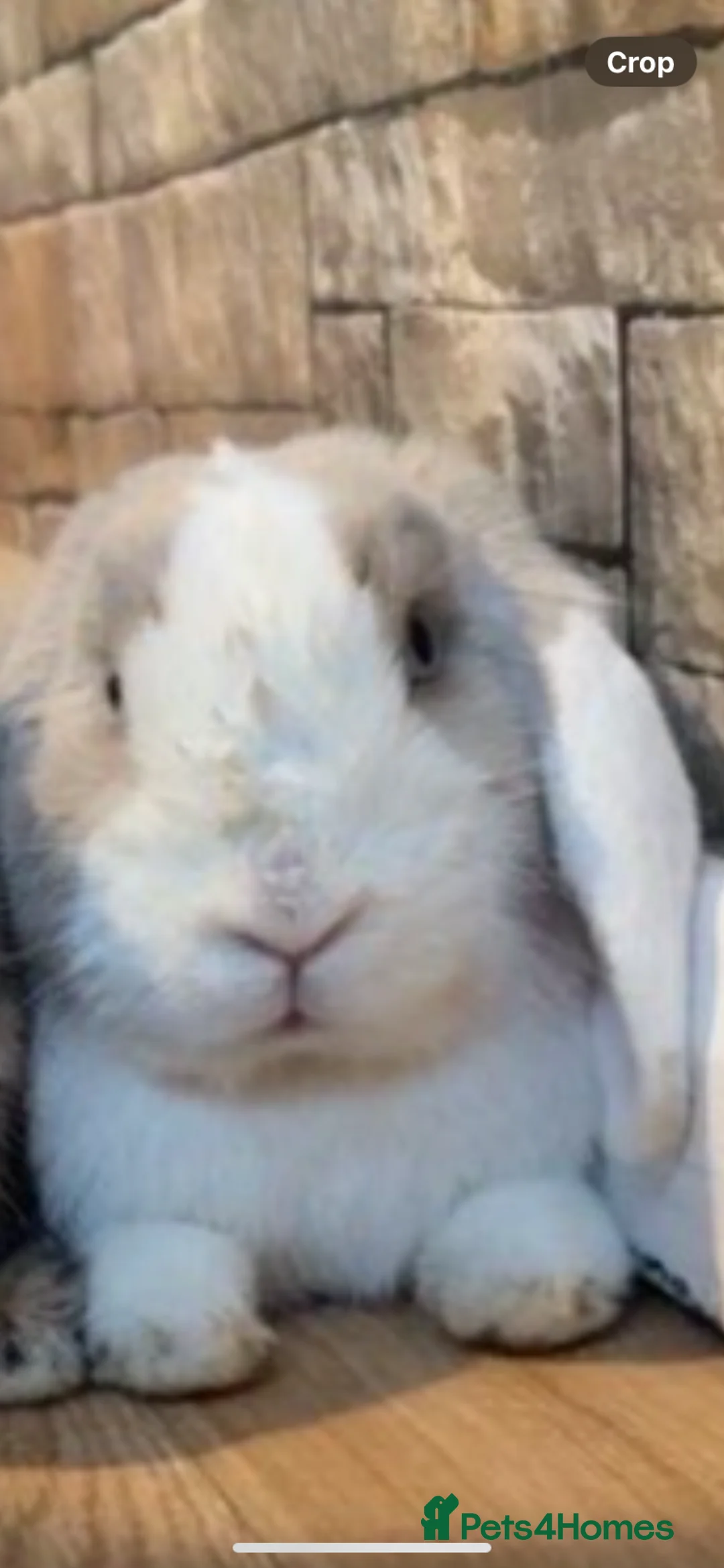 German Lop rabbits for sale: Looking for forever home!  in Waltham Cross - Advert 4