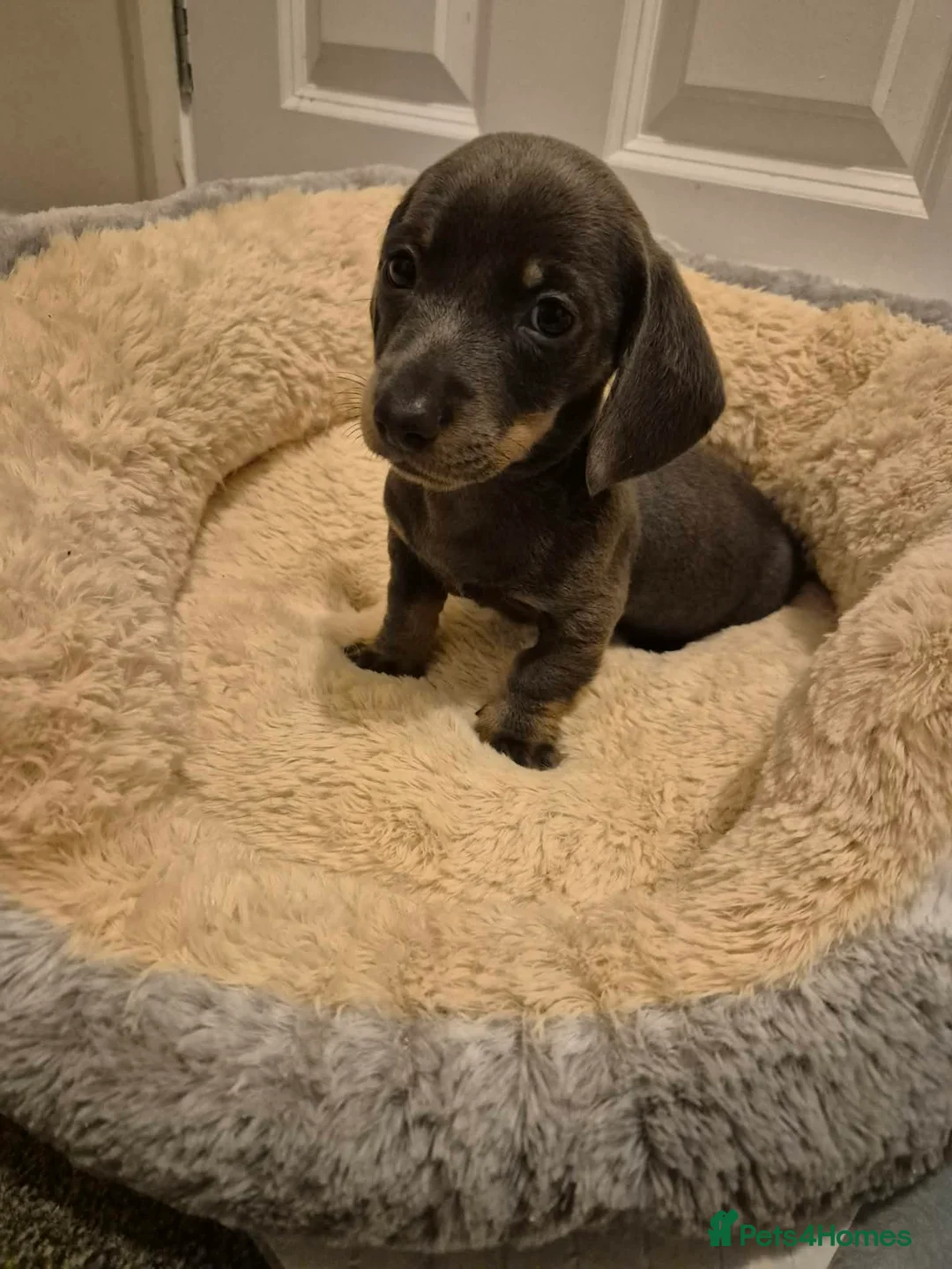 Miniature Dachshund dogs for sale: KC Dachshund puppies  - Advert 21