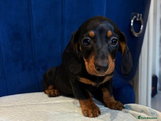 Miniature Dachshund dogs Miniature Dachshunds Ready to leave - Advert 18