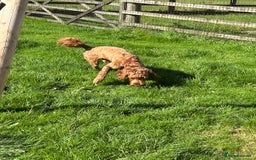 Goldendoodle dogs for sale: 11-month-old male Goldendoodle - Image 4