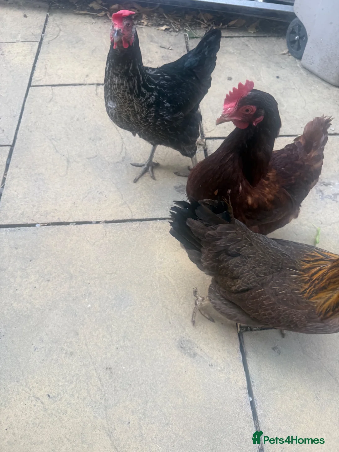 Chickens poultry for sale: Chickens for re homing  in Birmingham - Advert 5