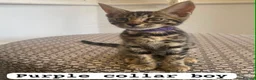 Mixed Breed cats for sale: Beautiful Bengal x Maine coone kittens  - Advert 4