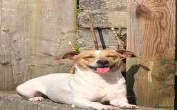 Mixed Breed dogs for sale: Jackawawas  - Image 14