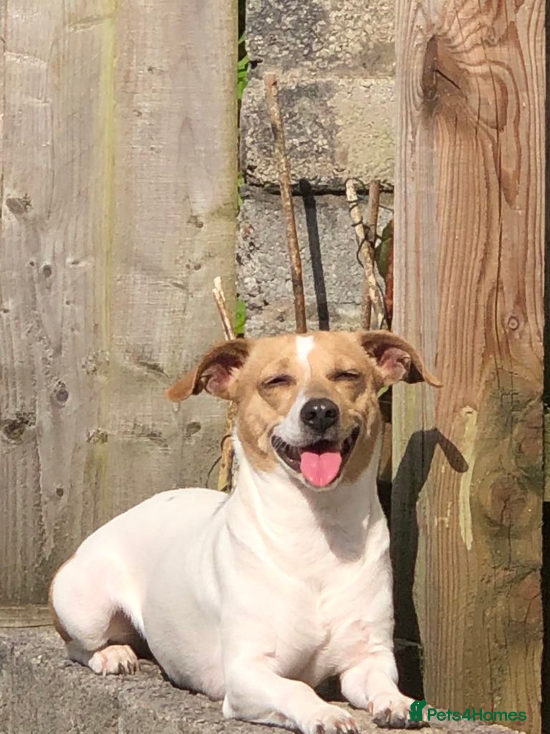 Mixed Breed dogs for sale: Jackawawas  - Image 14