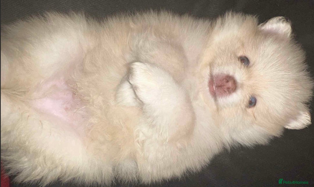 Pomeranian dogs for sale: Blue eyed Pomeranian boy ready now  - Advert 10