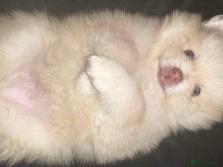 Pomeranian dogs Blue eyed Pomeranian boy ready now - Advert 11