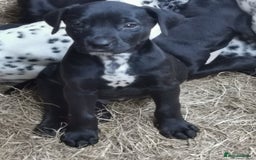 Mixed Breed dogs for sale: Dalmador - Image 3