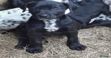 Mixed Breed dogs - Advert 3