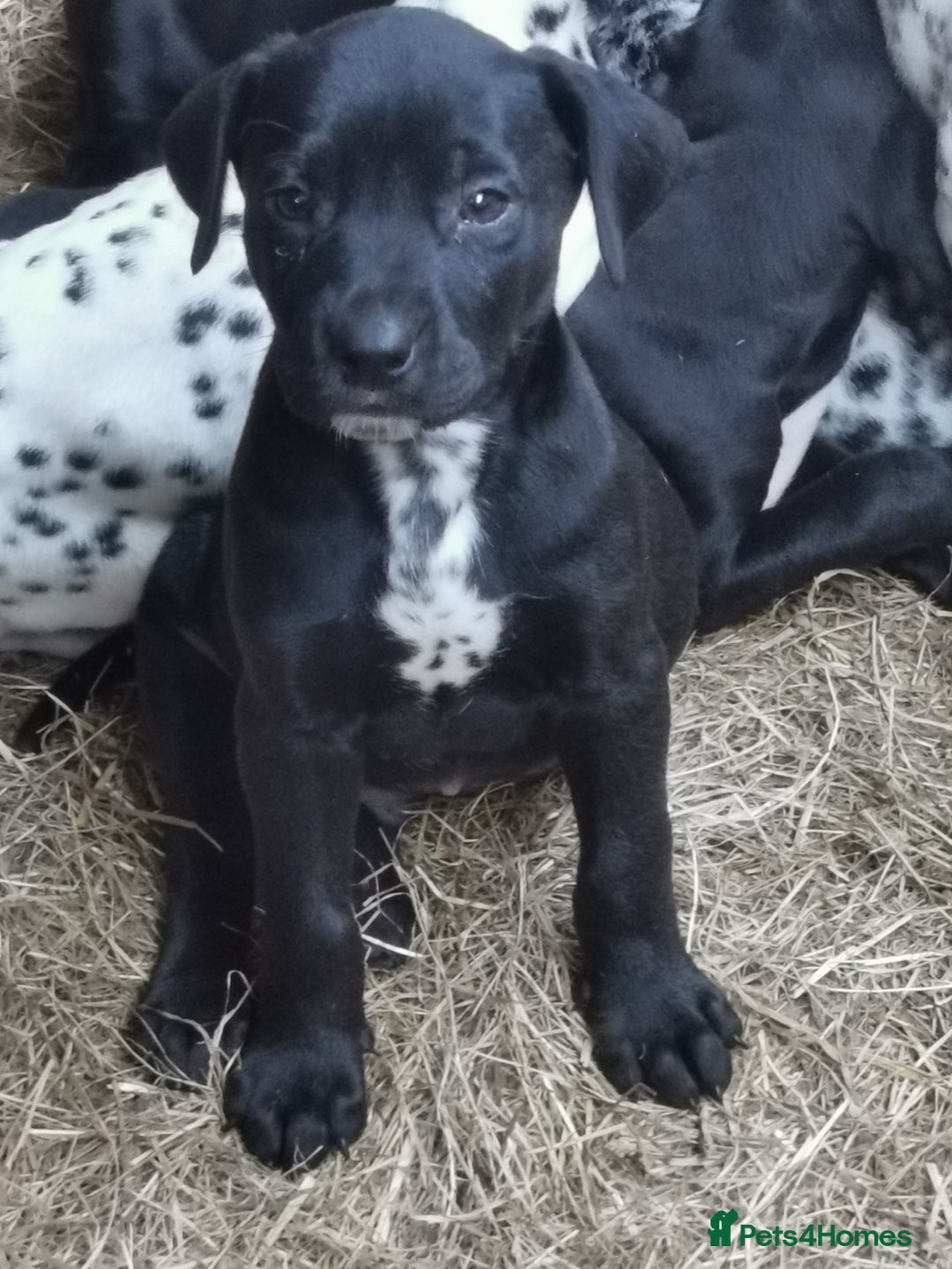 Mixed Breed dogs for sale: Dalmador - Image 3