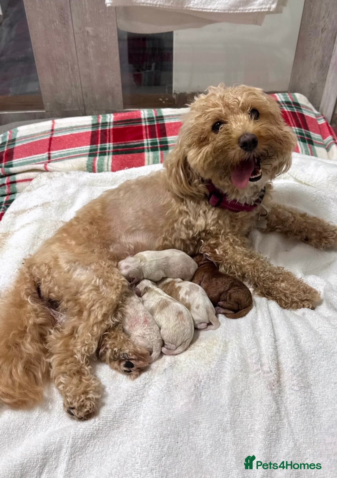 Maltipoo dogs for sale: 2 GORGEOUS FEMALE MALTIPOO PUPPIES - Advert 14