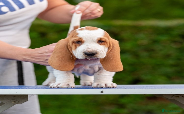 Basset Hound dogs - Advert 1