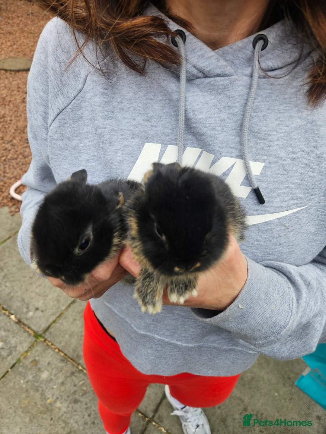 Mixed Breed rabbits for sale: Rex X mini lop bunnies in Hamilton - Advert 7
