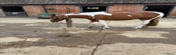 Welsh Section D horses for sale: Violet is a part bred Welsh x palamino - Advert 4