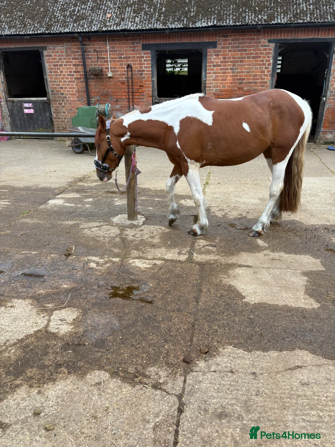 Welsh Section D horses for sale: Violet is a part bred Welsh x palamino - Advert 4