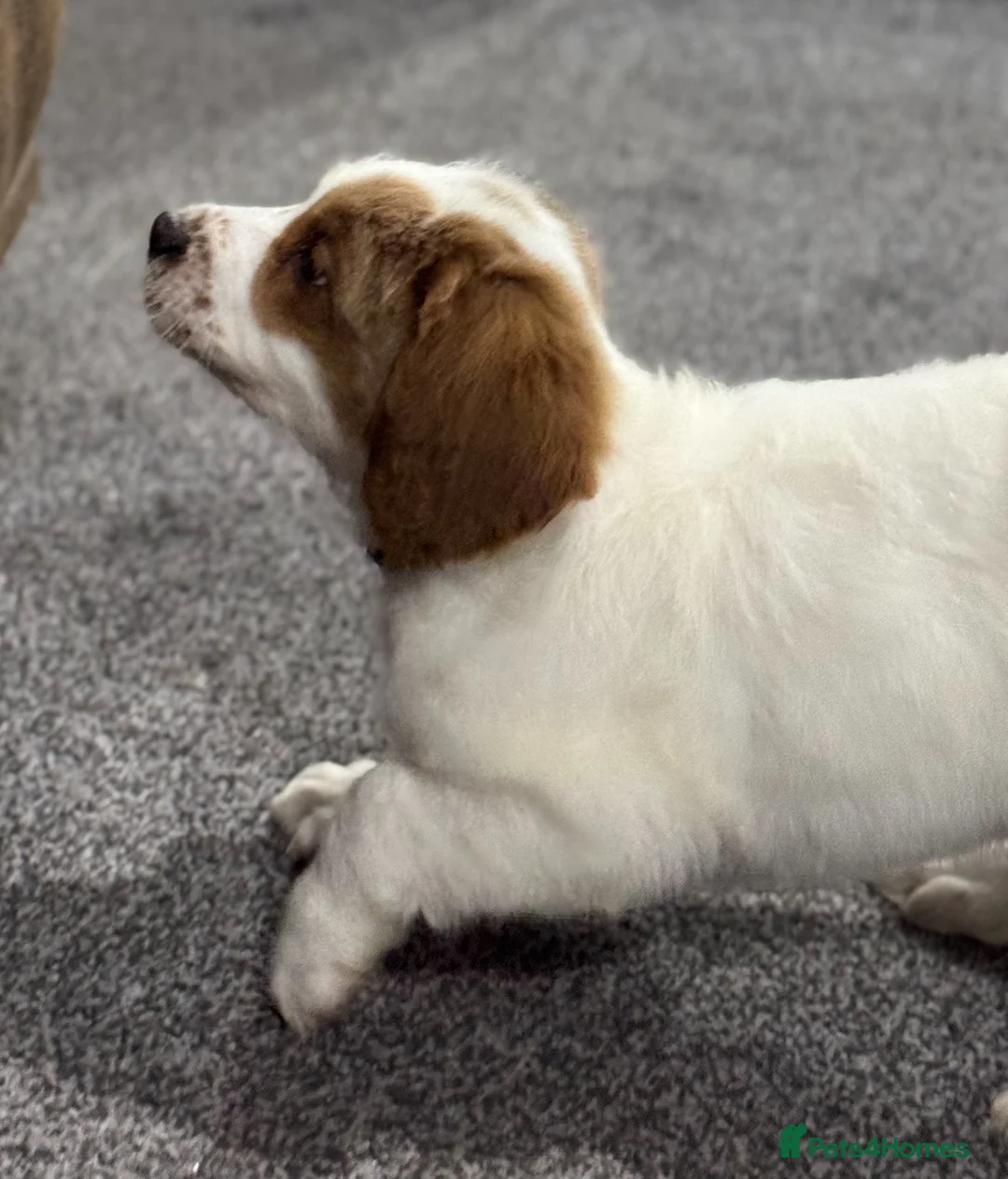 Australian Labradoodle dogs for sale: Multi-Gen Australian Labradoodle Puppies - Advert 29