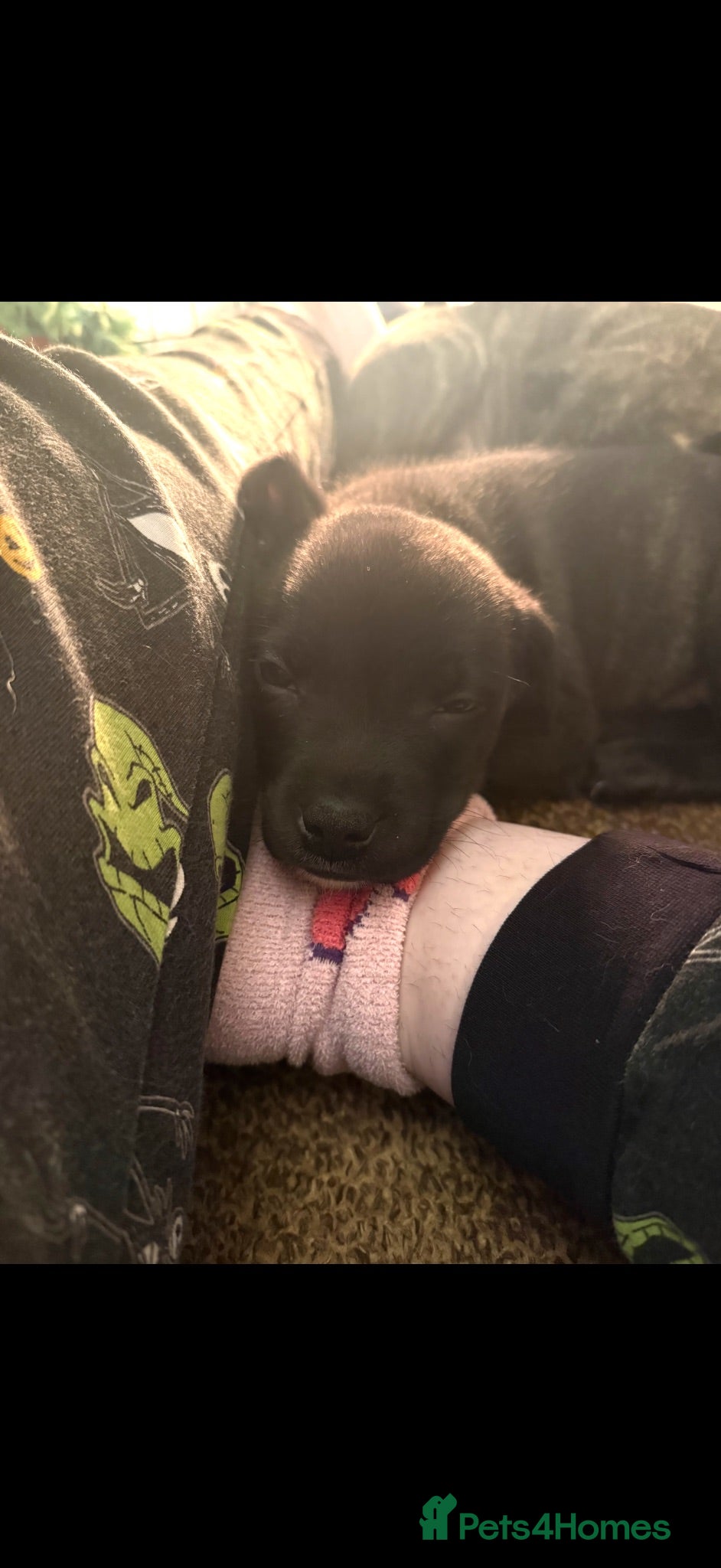 Mixed Breed dogs 3/4 Staffy Pups Needing Homes - Advert 6