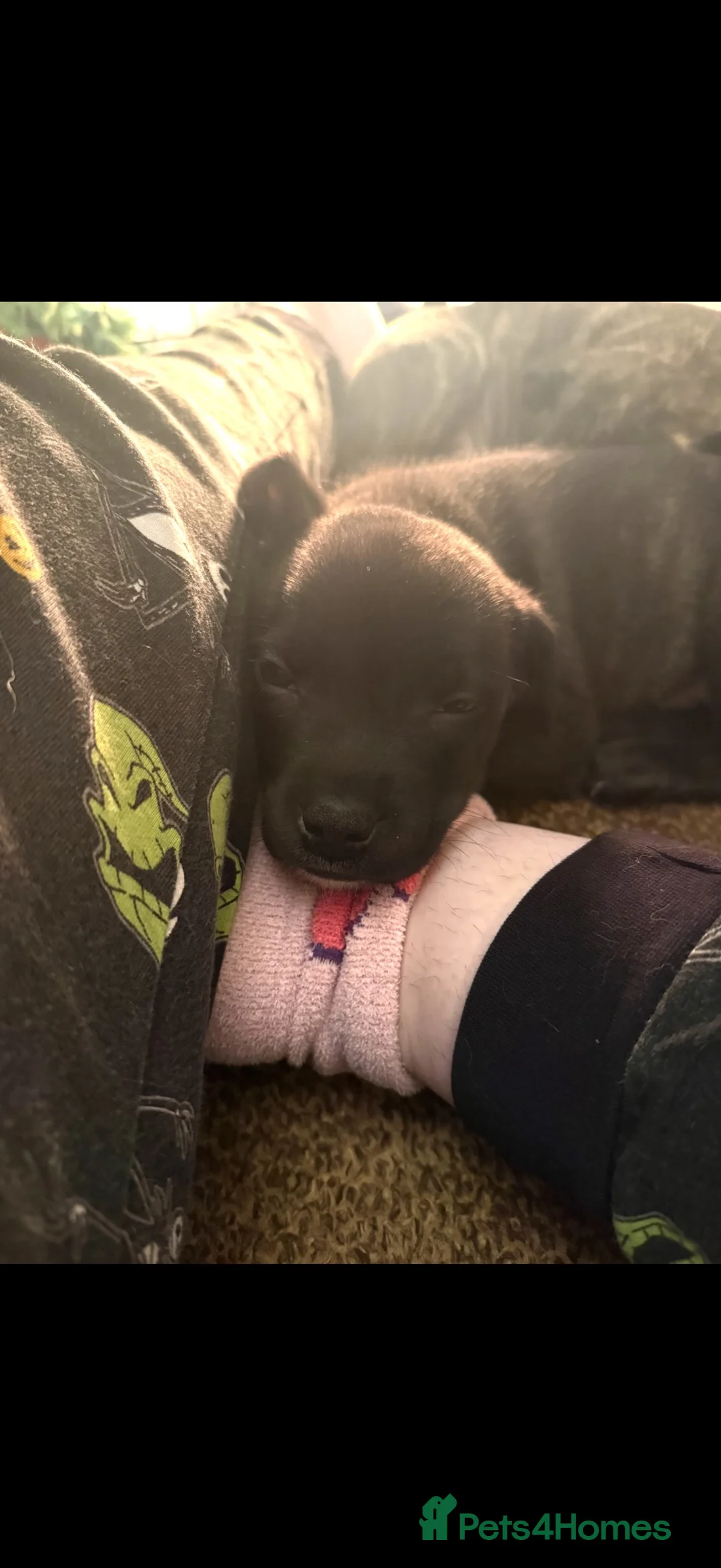 Mixed Breed dogs for sale: 3/4 Staffy Pups Needing Homes - Advert 1