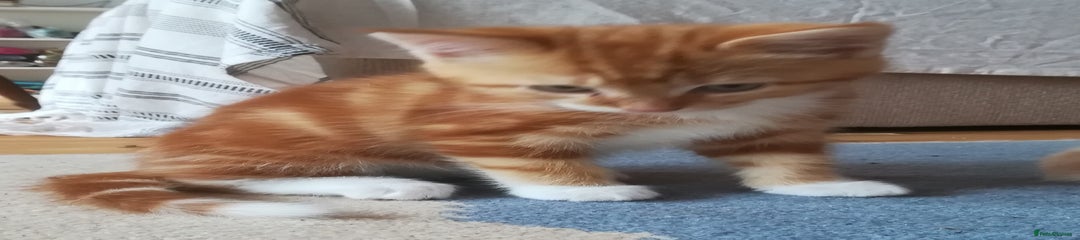 Mixed Breed Kitten 4