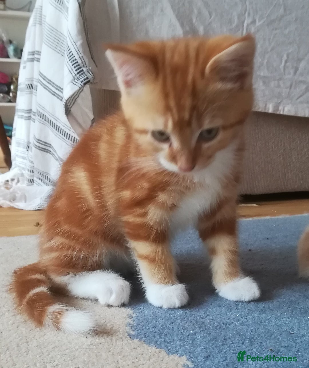 Mixed Breed cats for sale: CLEVER, BEAUTIFUL, KITTENS READY FOR FOREVER HOMES - Image 5