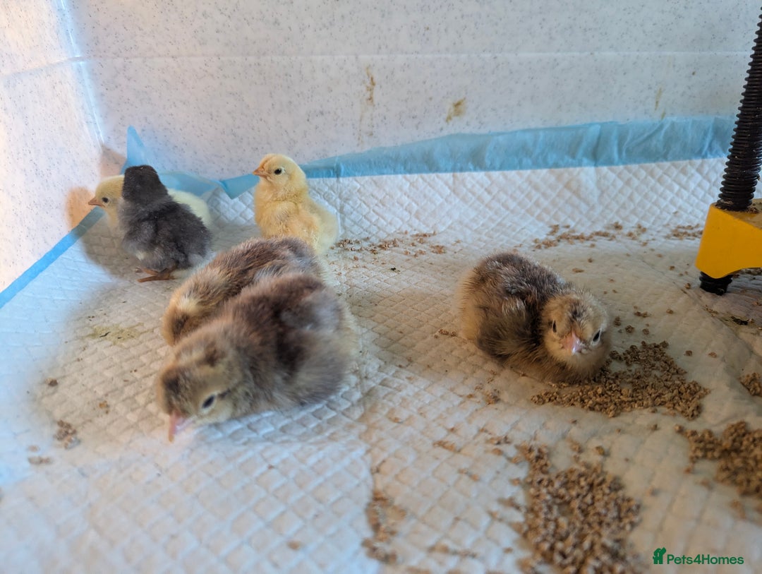 Chickens poultry for sale: Hybrid chicken chicks - hand reared - Image 5