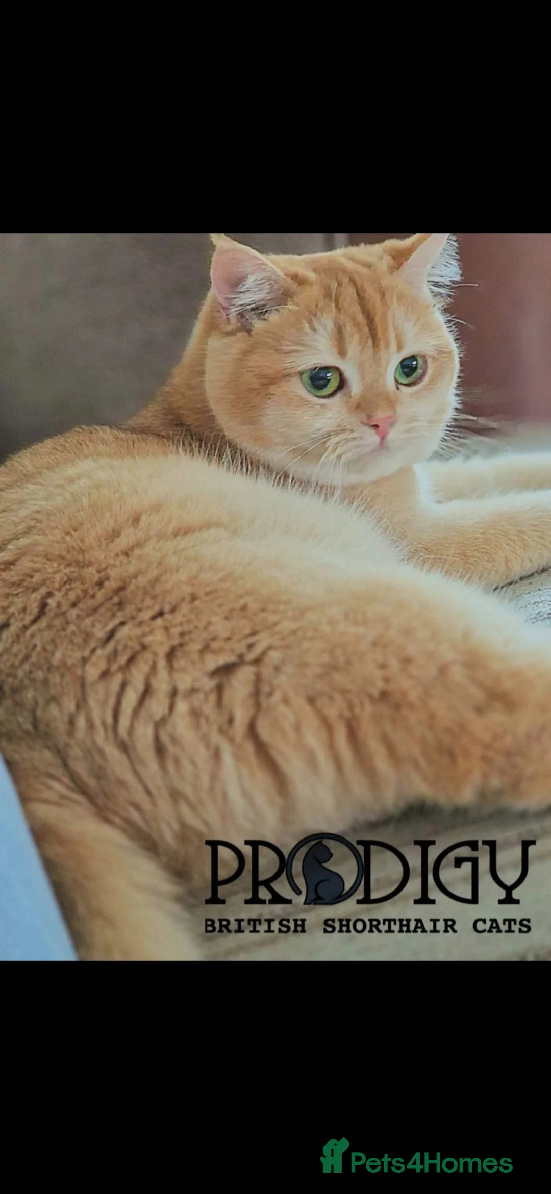 British Shorthair cats for sale: Rare GCCF Golden British Shorthair Kittens - Advert 18