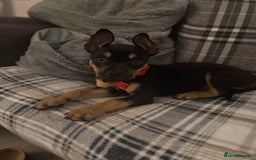 Mixed Breed dogs for sale: Kye 16 weeks old  - Image 5