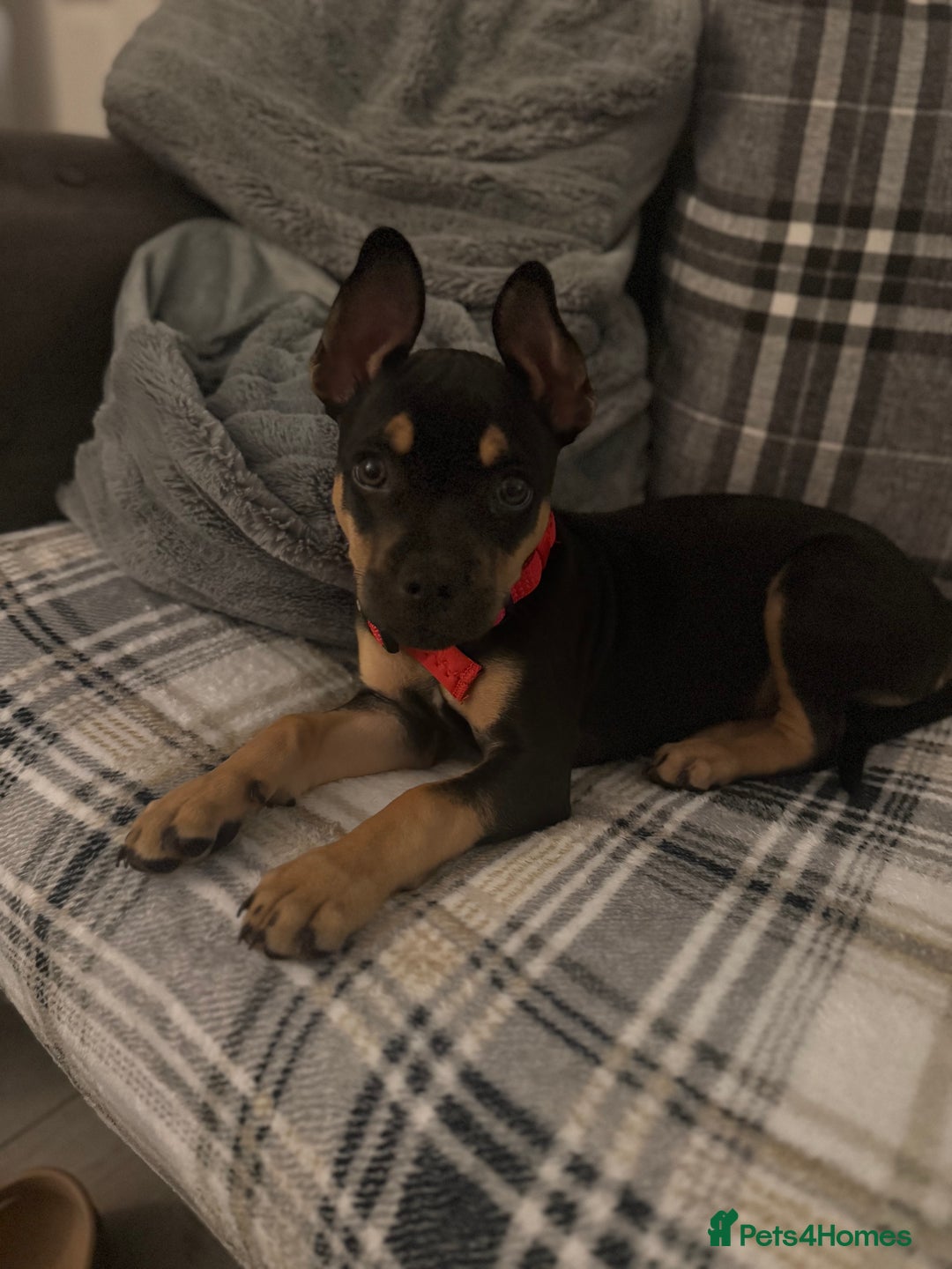 Mixed Breed dogs for sale: Kye 16 weeks old  - Image 5