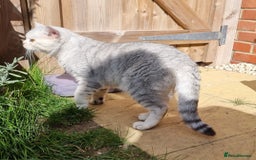 British Shorthair cats for stud: Silver Ticked Tabby British Shorthair GGCF Stud - Image 4