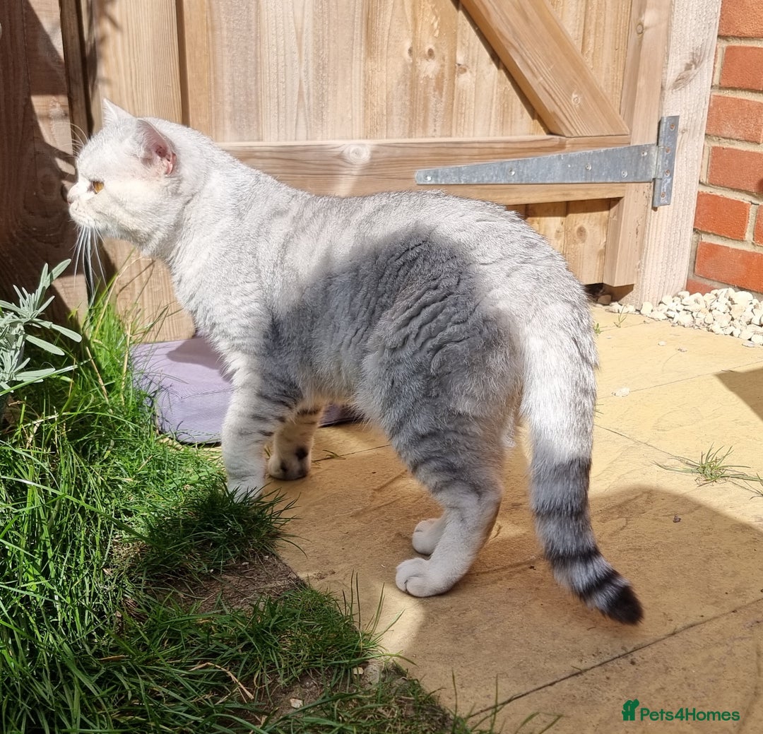 British Shorthair cats for stud: Silver Ticked Tabby British Shorthair GGCF Stud - Image 4