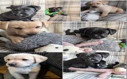 Labrador Retriever dogs for sale: Stunning labrador puppies from good working lines - Advert 6