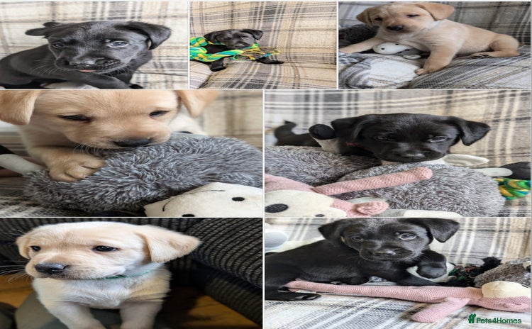 Labrador Retriever dogs - Advert 10