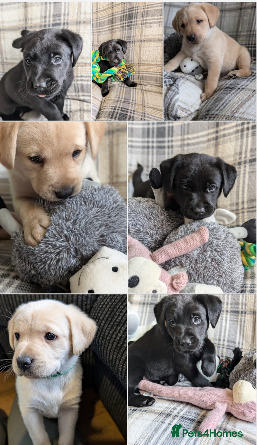 Labrador Retriever dogs for sale: Stunning labrador puppies from good working lines - Advert 6