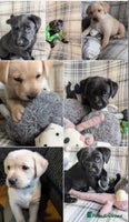 Labrador Retriever dogs - Advert 3