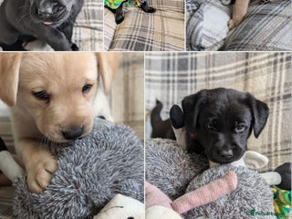 Labrador Retriever dogs - Advert 13
