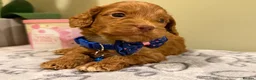 Cockapoo dogs for sale: ⚜️🌸Lady Whistledown  F1 Premium Cockapoos🌸⚜️ - Advert 19