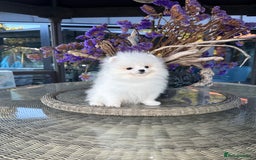 Pomeranian dogs for sale: SUPER TINY ICE WHITE POMERANIAN BOY - Image 16