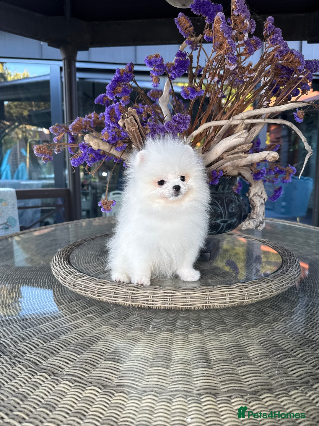 Pomeranian dogs for sale: SUPER TINY ICE WHITE POMERANIAN BOY - Image 16