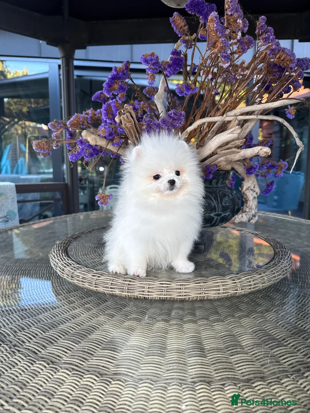 Pomeranian dogs for sale: SUPER ICE WHITE POMERANIAN BOY & GIRL  - Advert 17