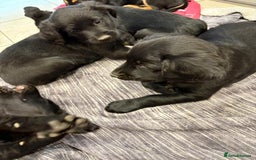 Mixed Breed dogs for sale: Rare black golden cocker puppies - Image 15