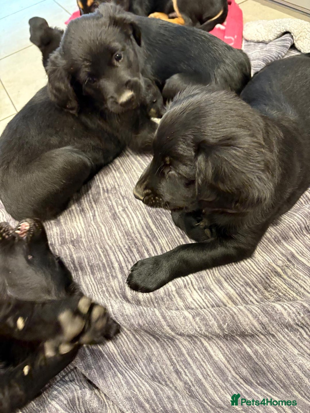 Mixed Breed dogs for sale: Rare black golden cocker puppies - Image 15
