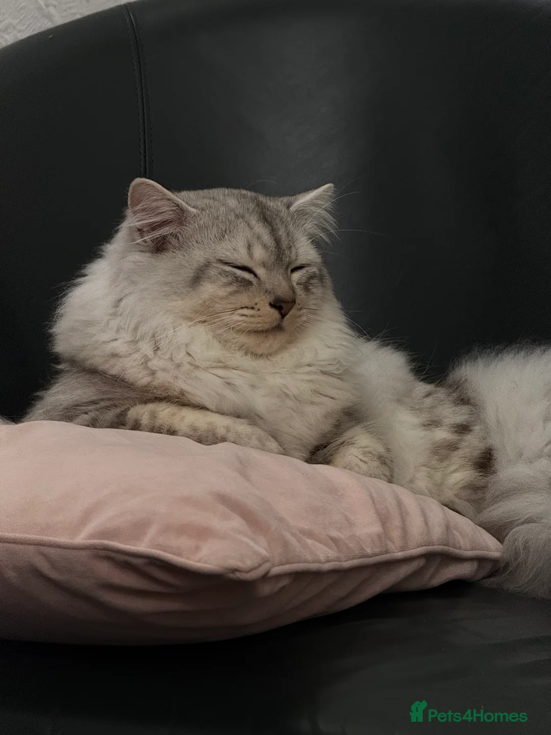 Mixed Breed cats for sale: Hi!I am butterscotch. I am available for adoption  - Advert 1