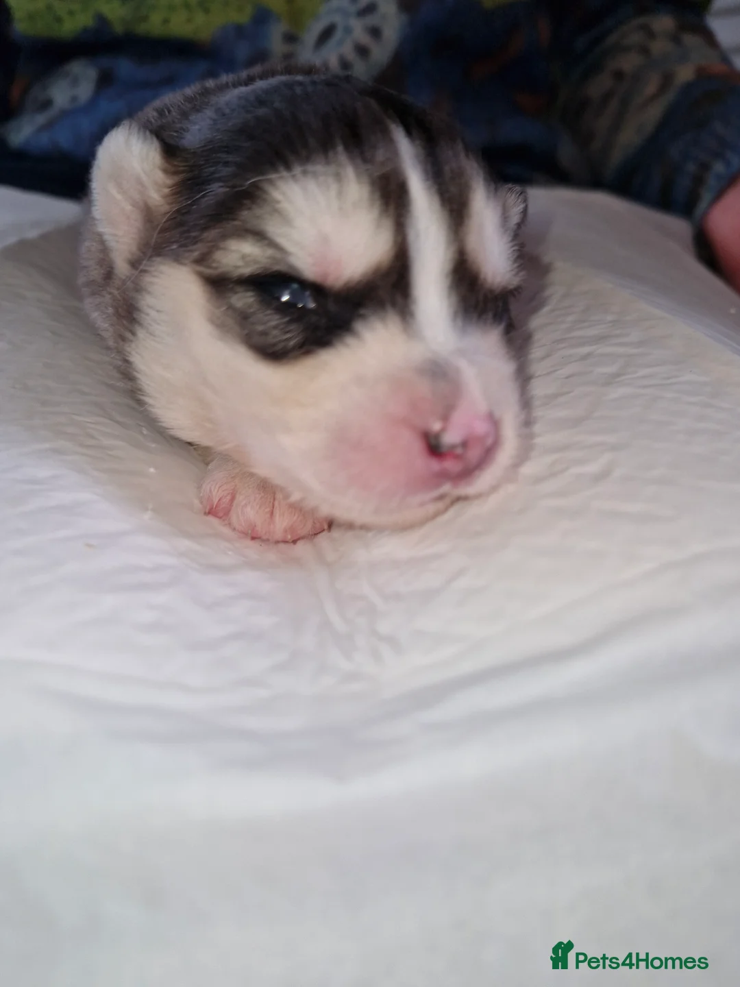 Pomsky dogs for sale: Litter of 6 Pomsky puppies - Advert 8