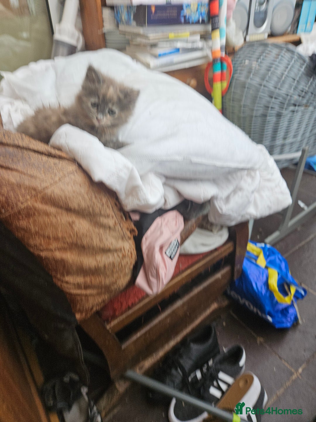 Mixed Breed cats for sale: Female fluffy kitten for sale  - Image 3